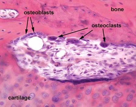 Osteoblasts and Osteoclasts - Anthropological Musings and Concepts